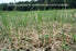 Curlex II - Erosion Control Blanket - 8' x 112.5' Tan