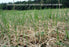 Curlex I - Erosion Control Blanket - 8' x 112.5' Tan